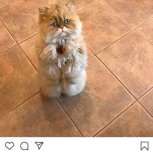 Meet your Posher, Sandy